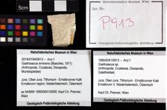 Foto (Objket + Etiketten) von Gastrosacus sp. 